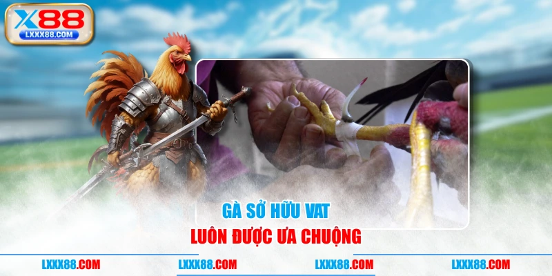 Gà sở hữu VAT luôn được ưa chuộng