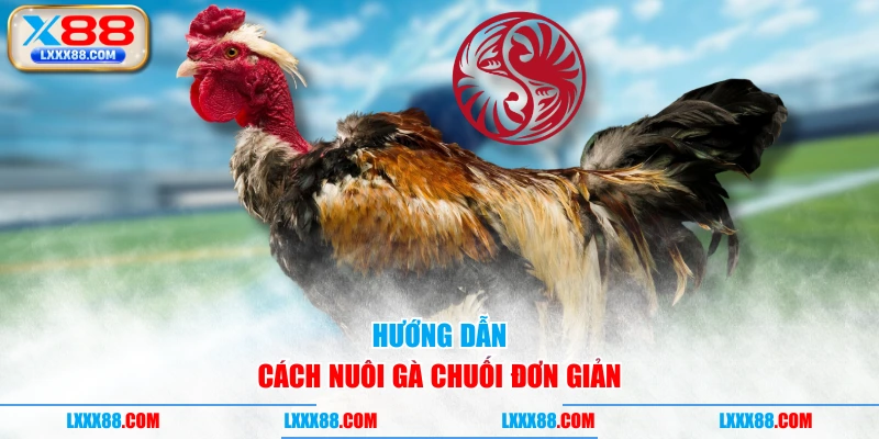 Hướng dẫn cách nuôi gà chuối đơn giản